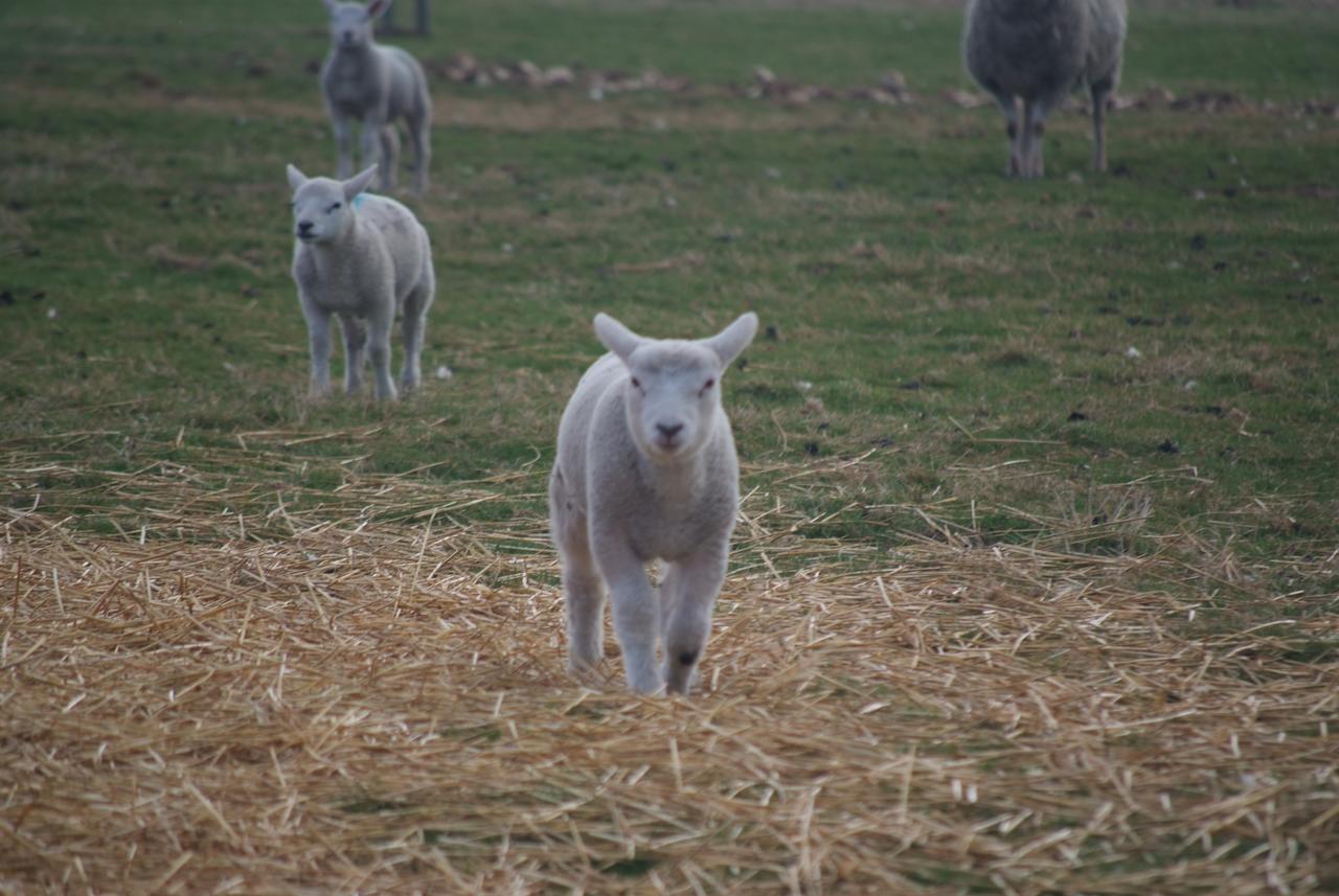 Woodhouse Farm Lodge Spalding Buitenkant foto