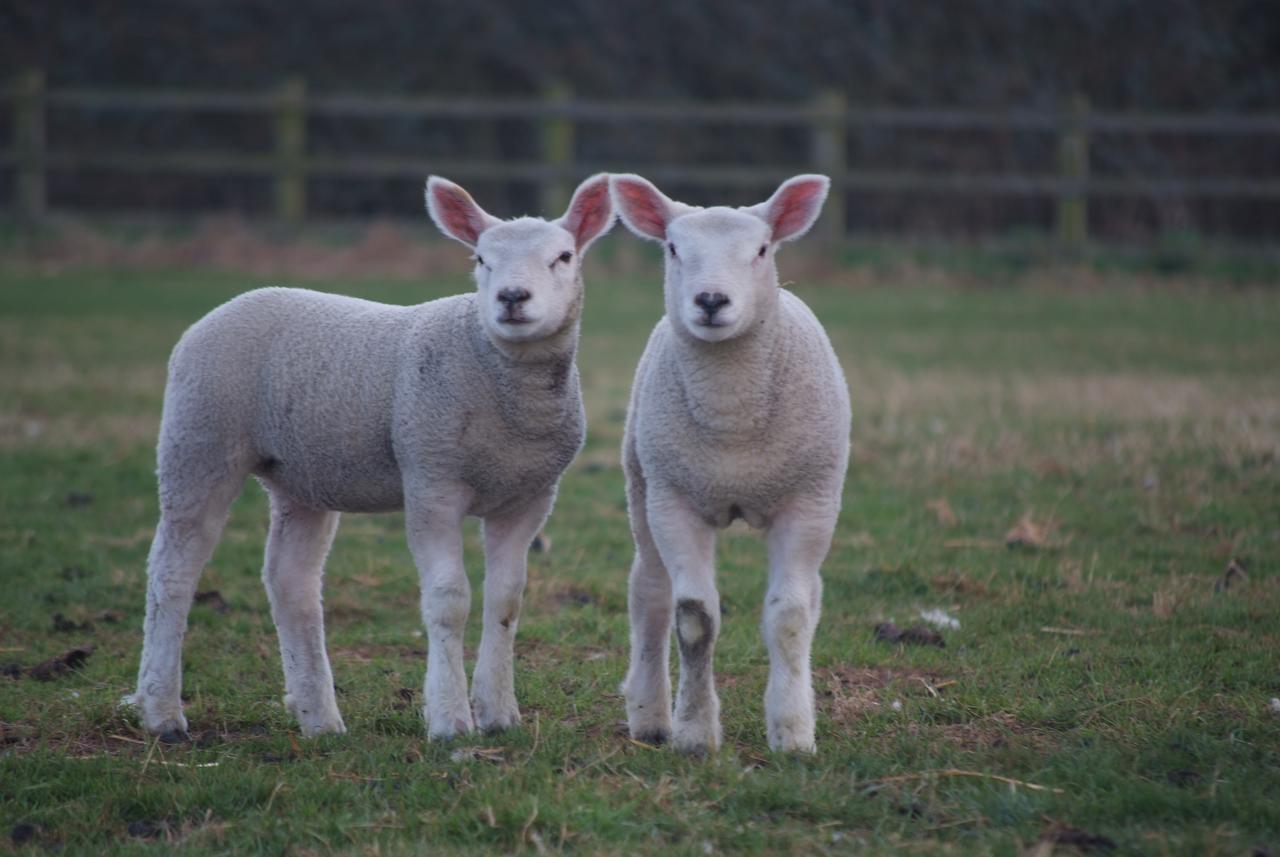 Woodhouse Farm Lodge Spalding Buitenkant foto